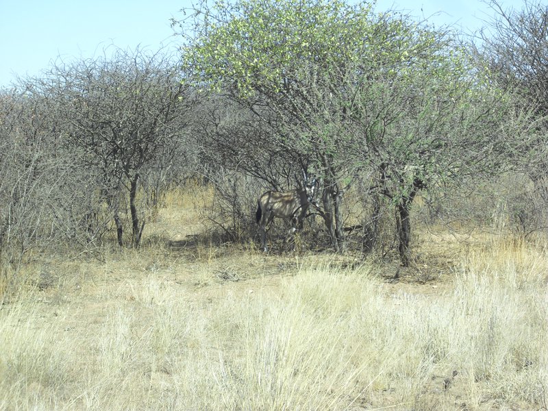 Image CIMG8981.JPG