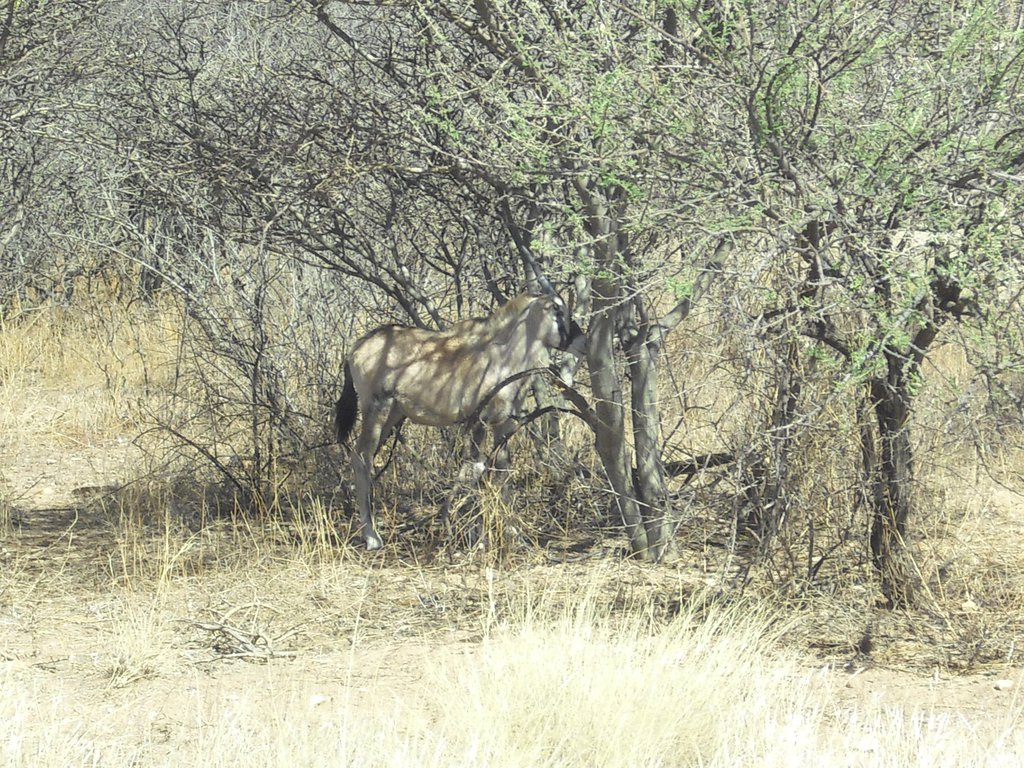 Image CIMG8982.JPG