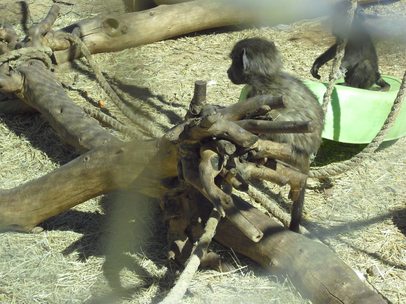 Image CIMG8998.JPG