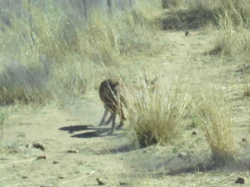 Image CIMG9003.JPG