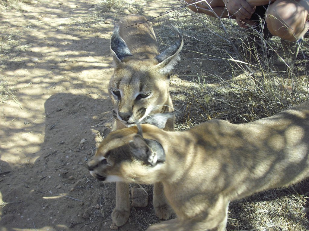 Image CIMG9011.JPG