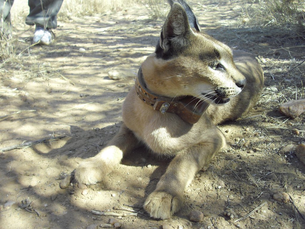 Image CIMG9014.JPG