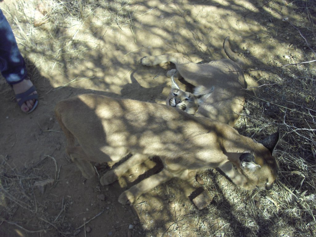 Image CIMG9016.JPG