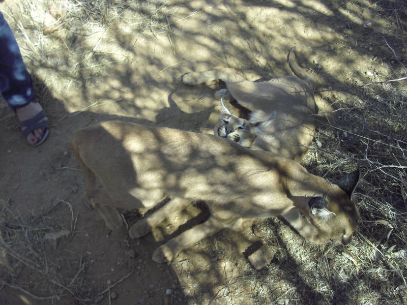 Image CIMG9016.JPG