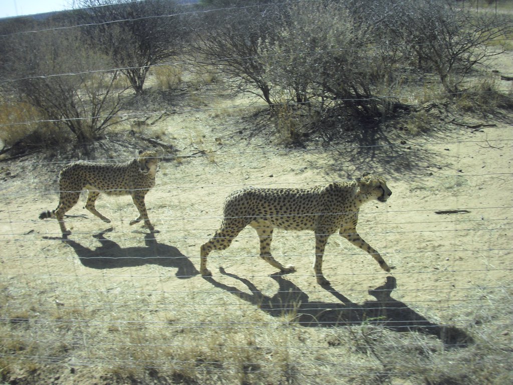 Image CIMG9028.JPG