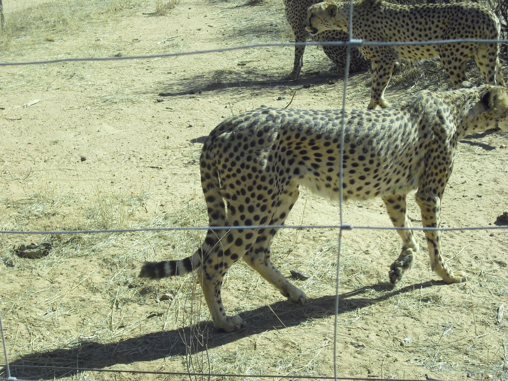 Image CIMG9037.JPG