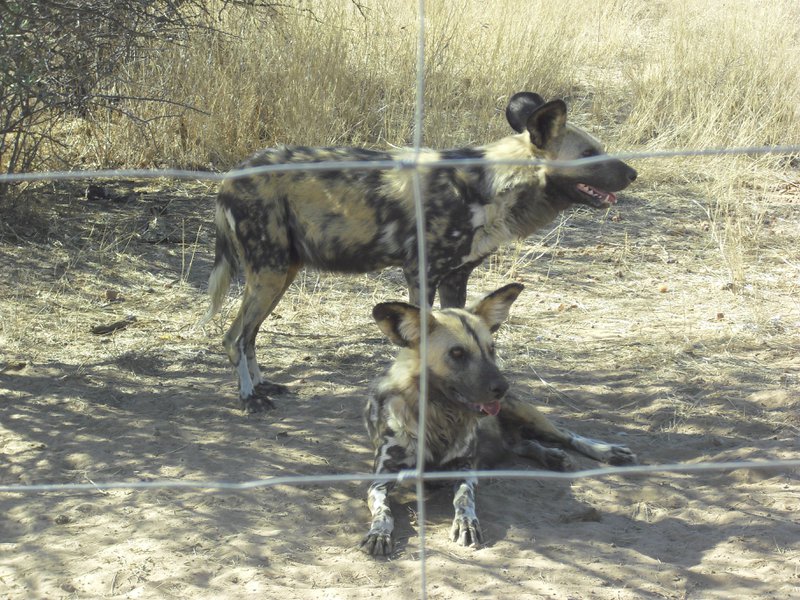 Image CIMG9052.JPG