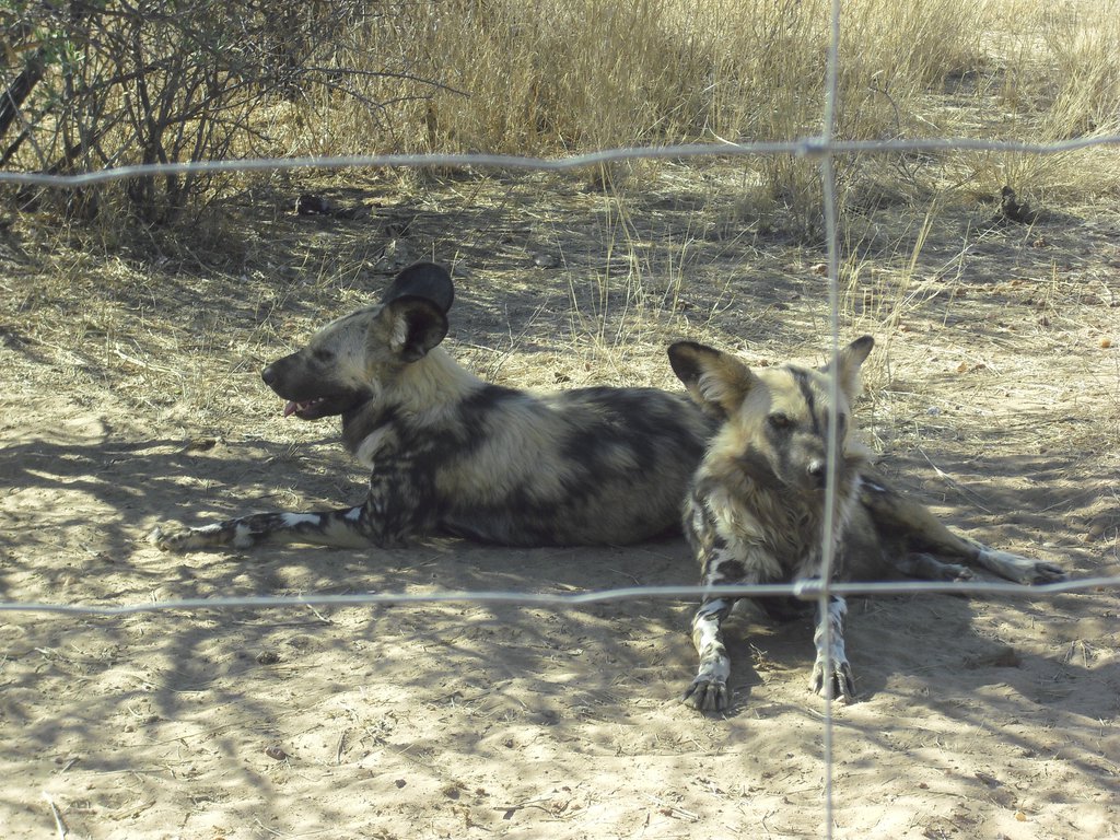 Image CIMG9053.JPG
