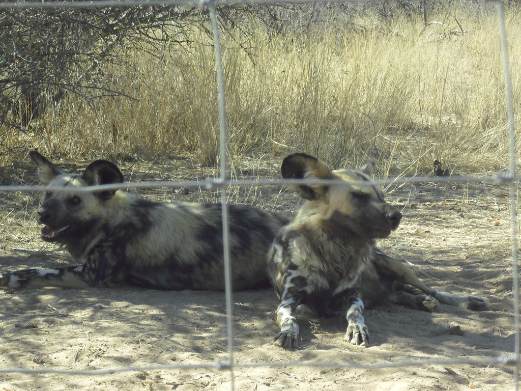 Image CIMG9055.JPG