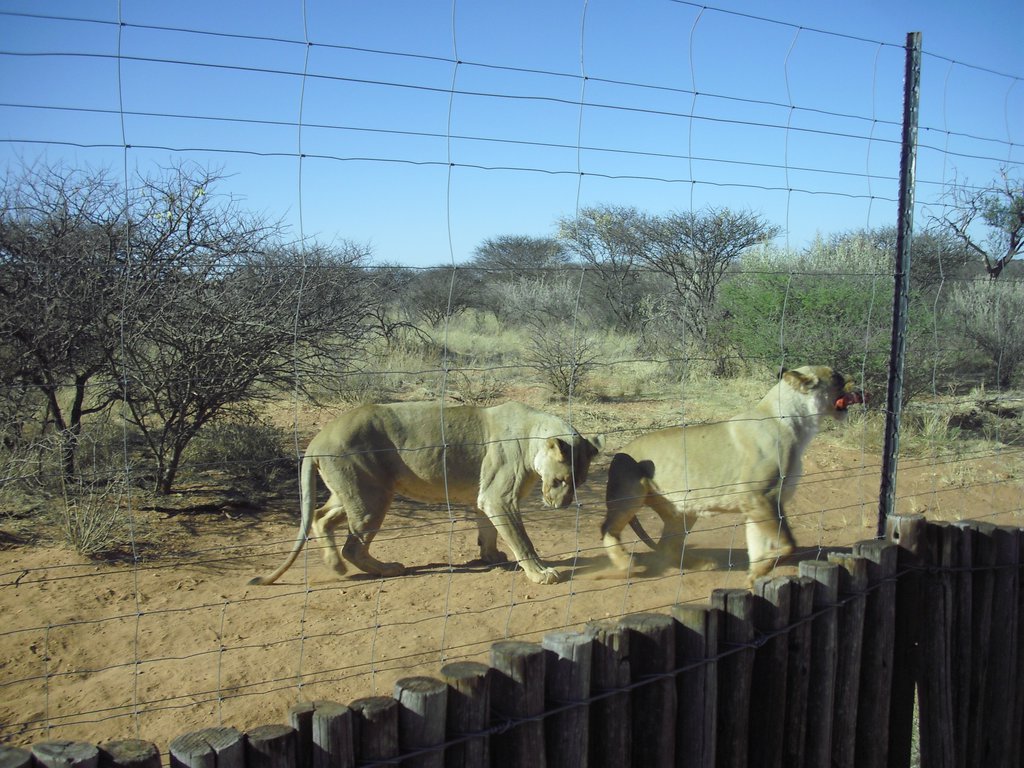 Image CIMG9064.JPG