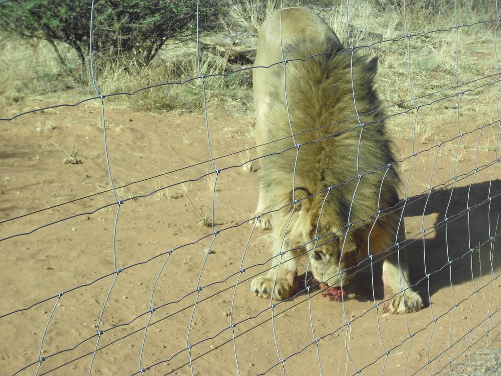 Image CIMG9078.JPG