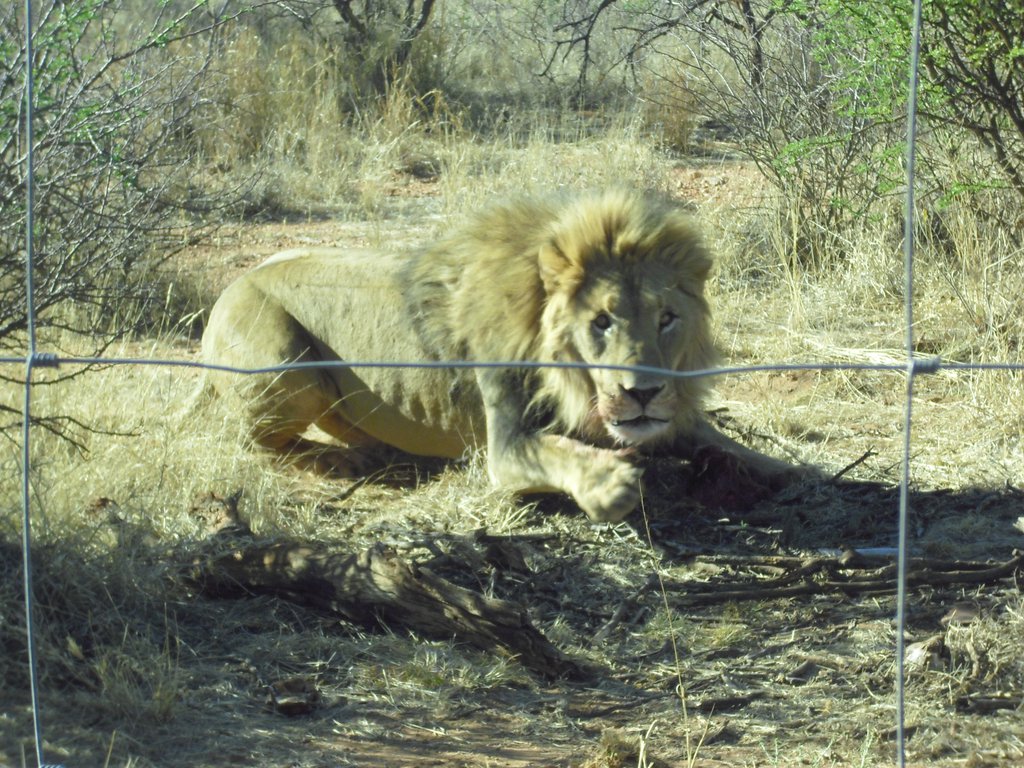 Image CIMG9086.JPG