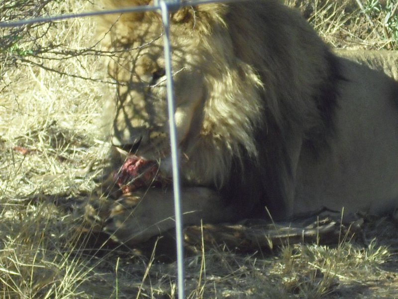Image CIMG9095.JPG