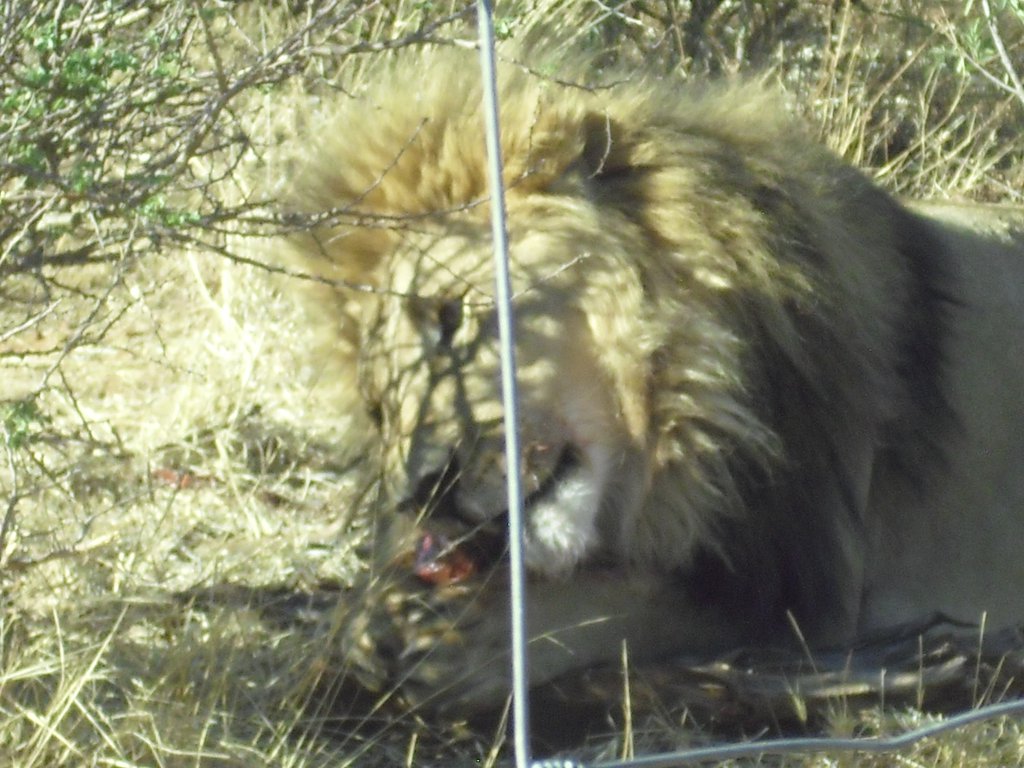 Image CIMG9097.JPG