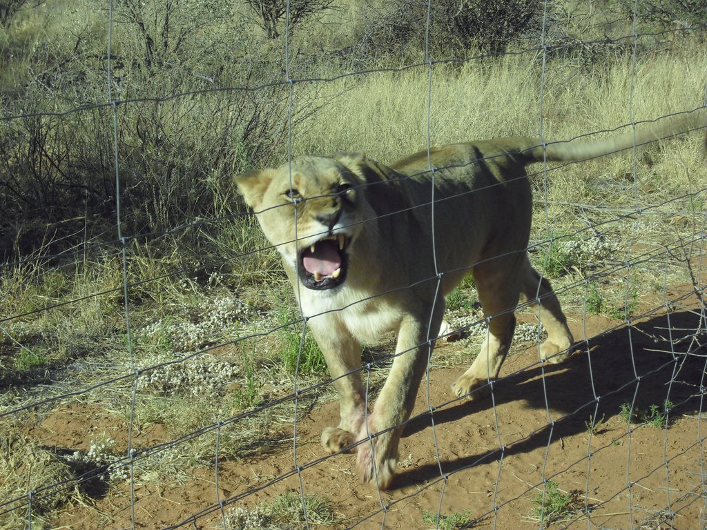 Image CIMG9102.JPG