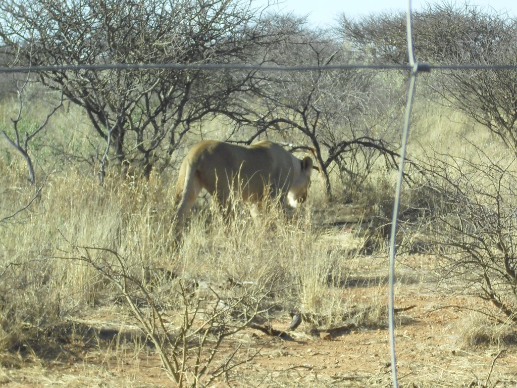Image CIMG9119.JPG