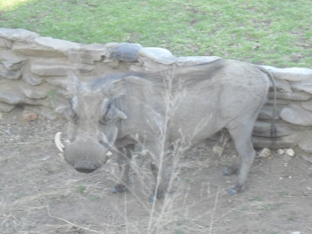 Image CIMG9141.JPG