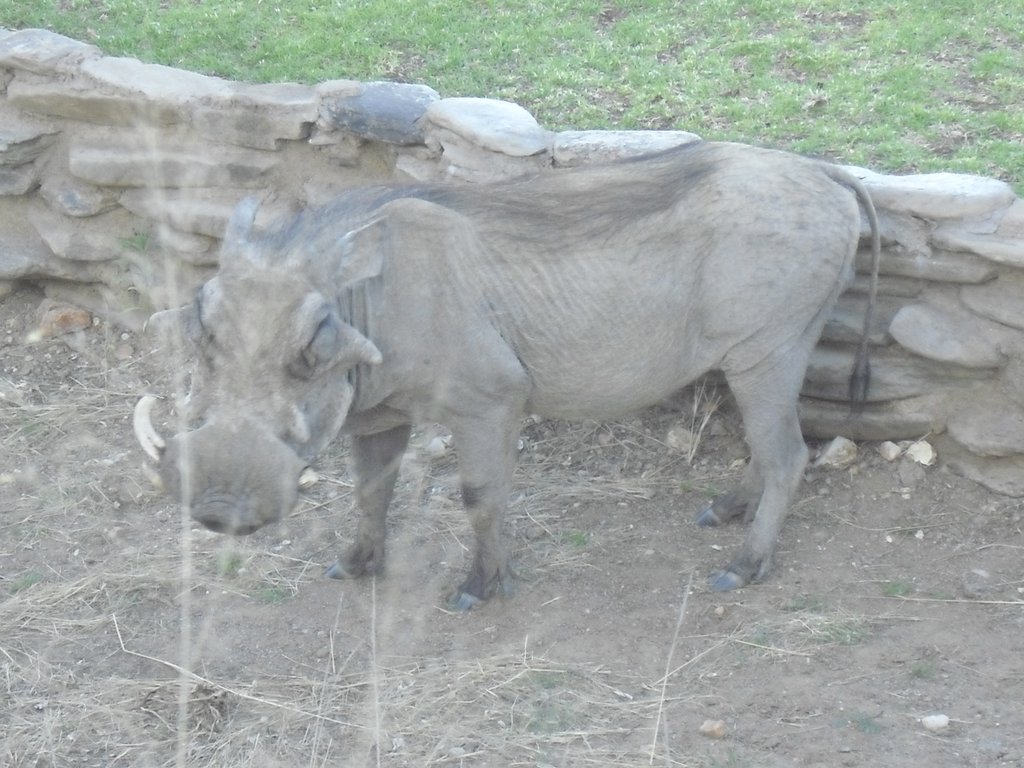 Image CIMG9142.JPG