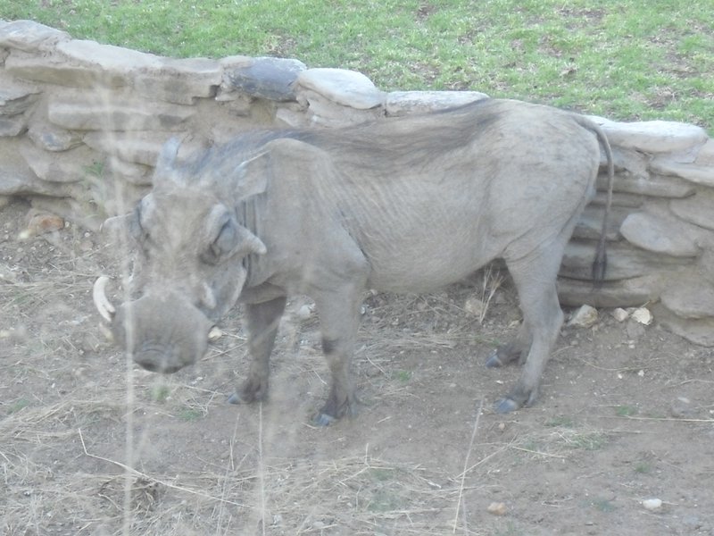 Image CIMG9142.JPG