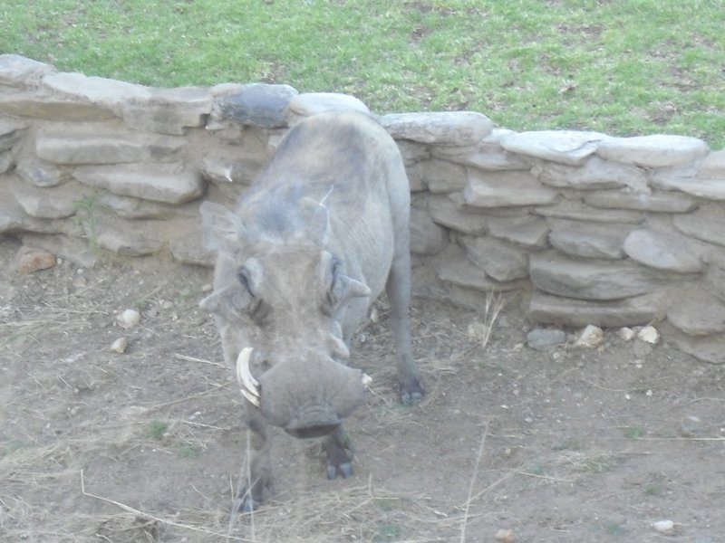 Image CIMG9144.JPG