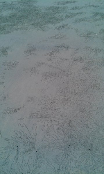 Image IMAG1821.jpg