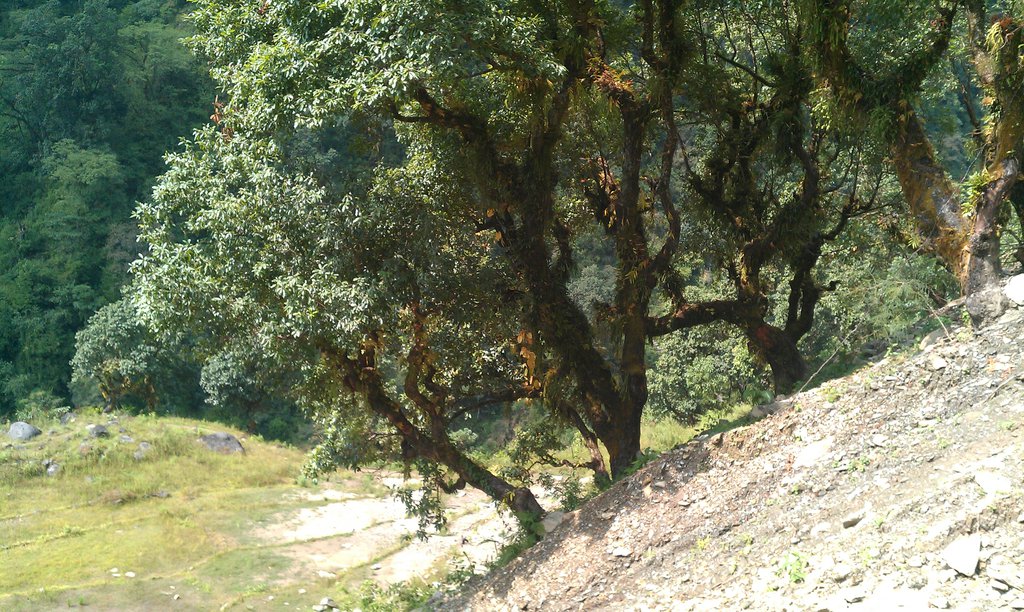 Image IMAG0671.jpg