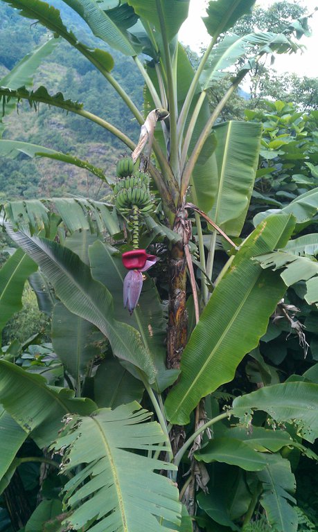 Image IMAG0685.jpg