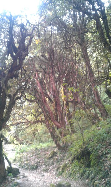 Image IMAG0783.jpg