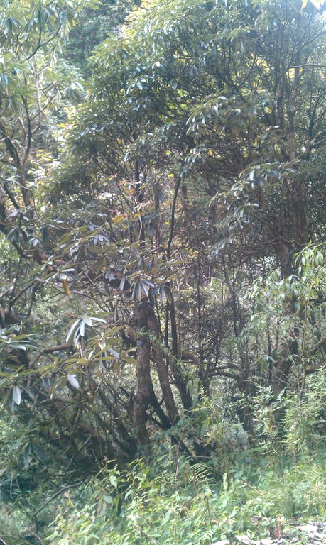 Image IMAG0786.jpg
