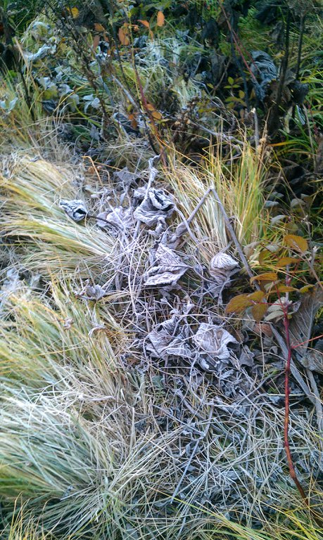 Image IMAG0819.jpg