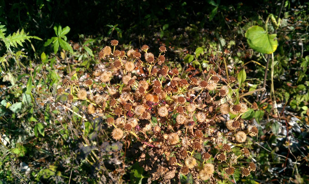 Image IMAG0910.jpg
