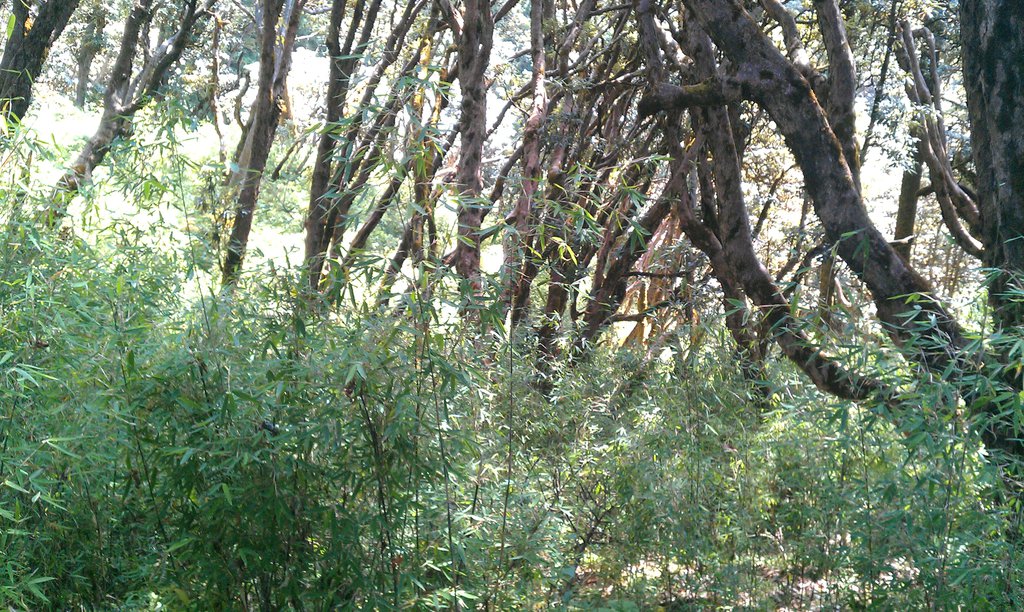 Image IMAG0929.jpg