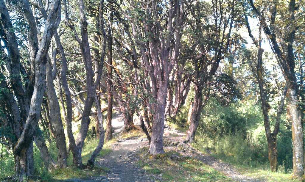 Image IMAG0932.jpg
