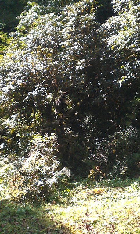 Image IMAG0963.jpg