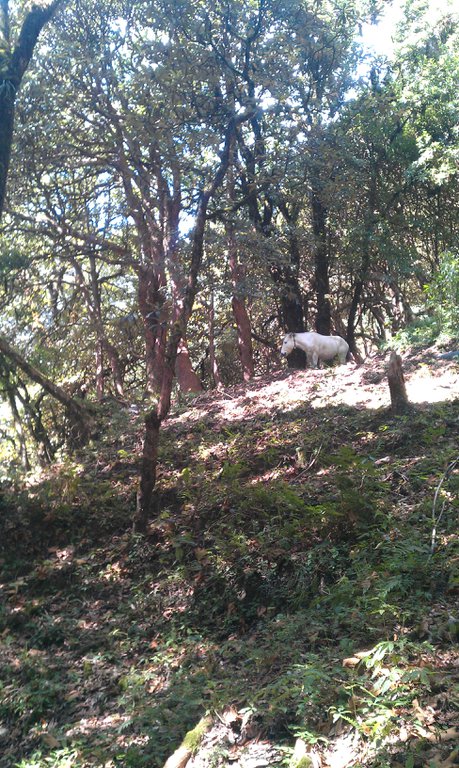 Image IMAG0972.jpg