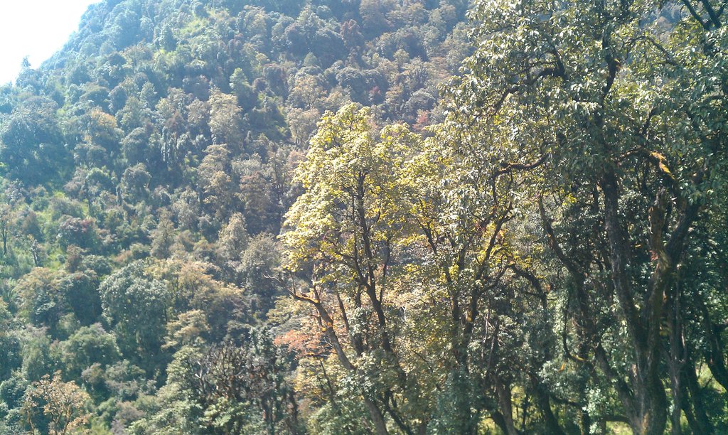 Image IMAG0973.jpg
