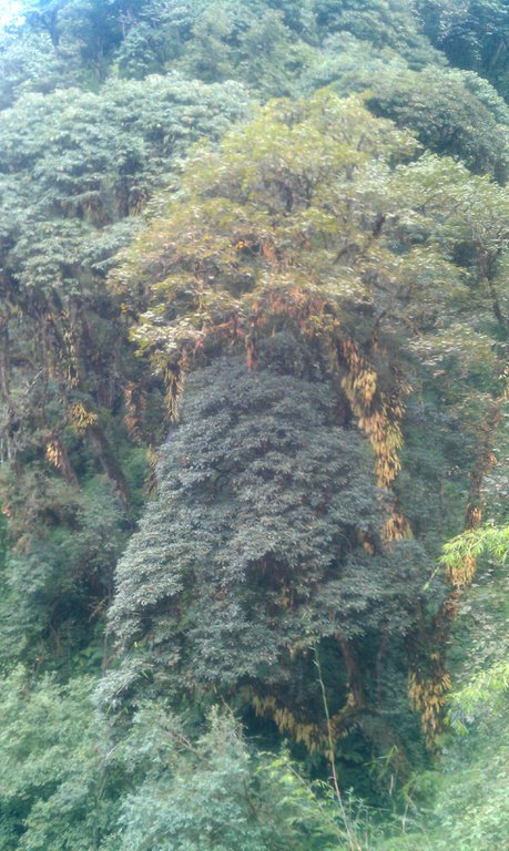 Image IMAG0981.jpg