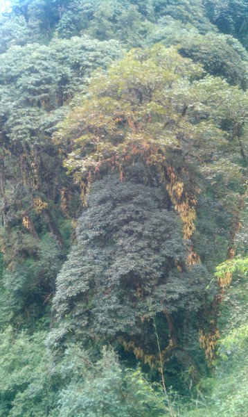 Image IMAG0981.jpg
