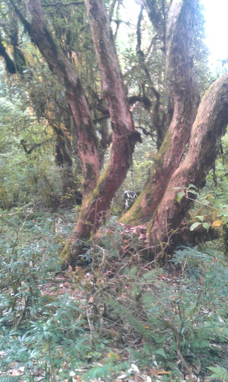 Image IMAG0996.jpg