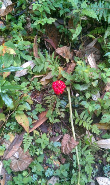 Image IMAG0997.jpg