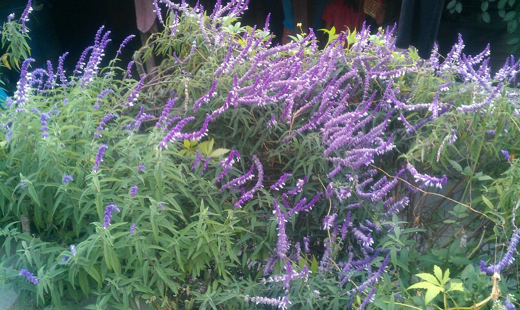 Image IMAG1039.jpg