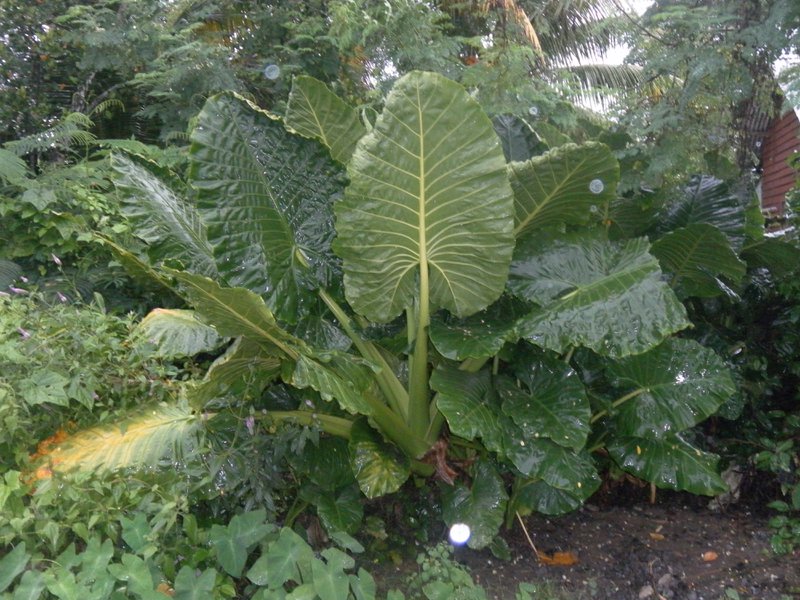 Image SAM_5192.JPG