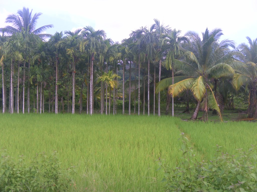 Image SAM_5255.JPG