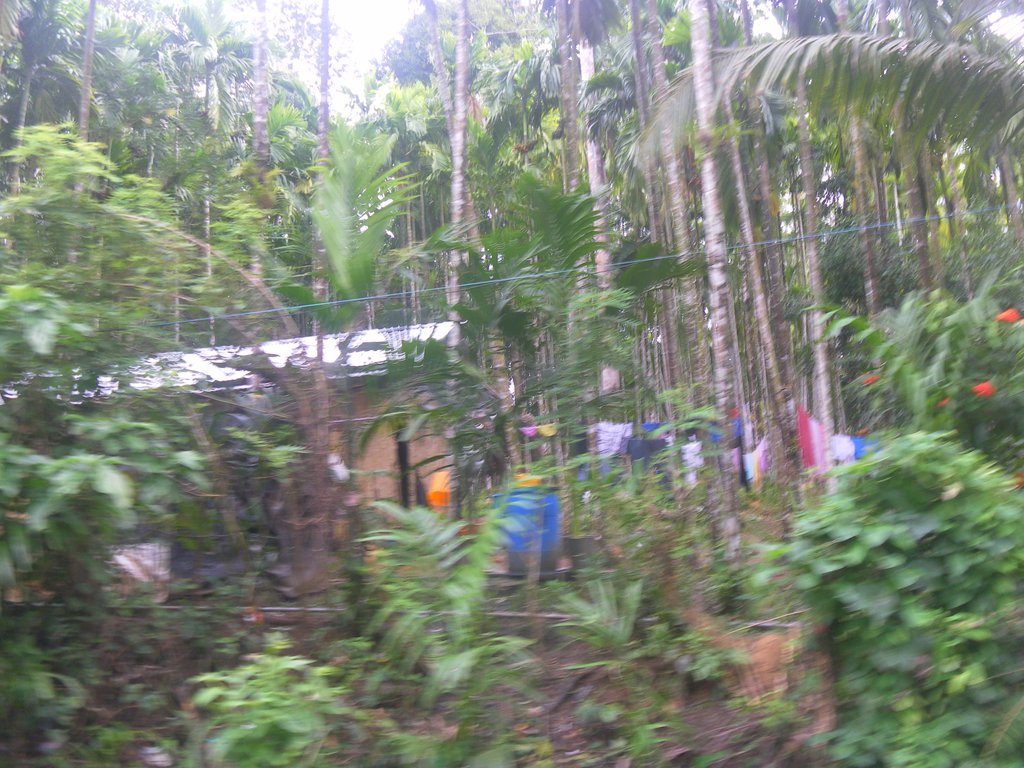 Image SAM_5259.JPG