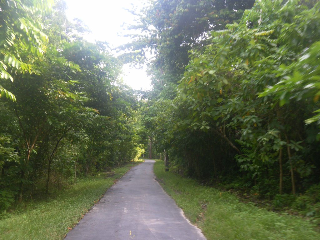 Image SAM_5267.JPG