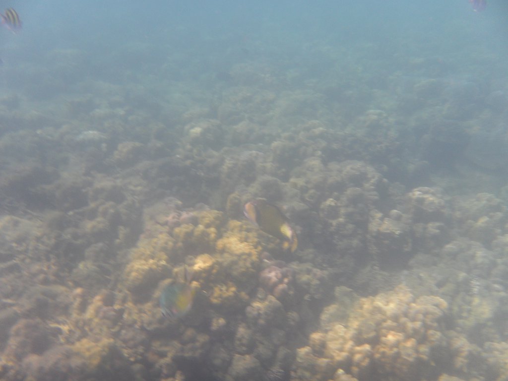 Image SAM_5298.JPG