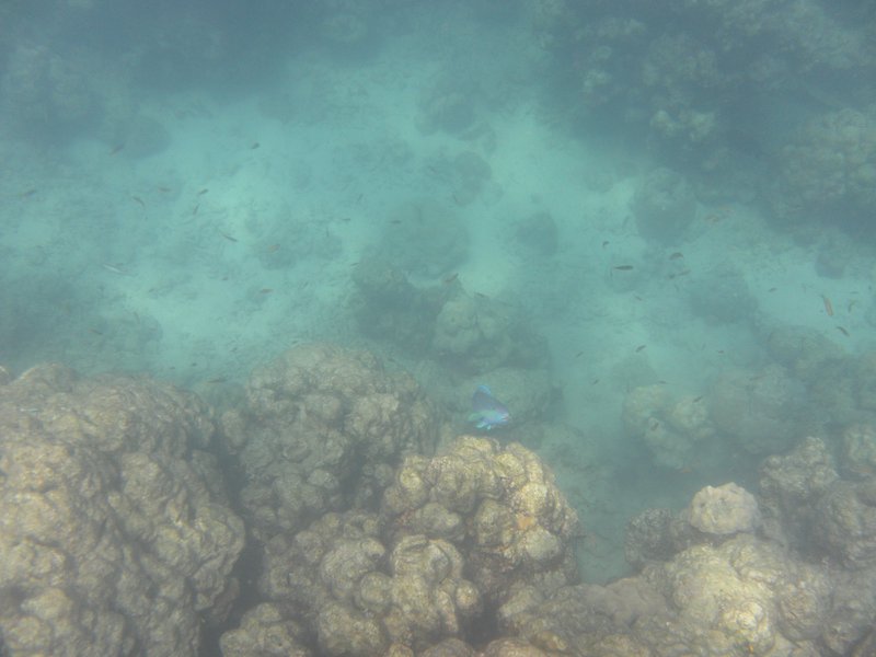 Image SAM_5335.JPG