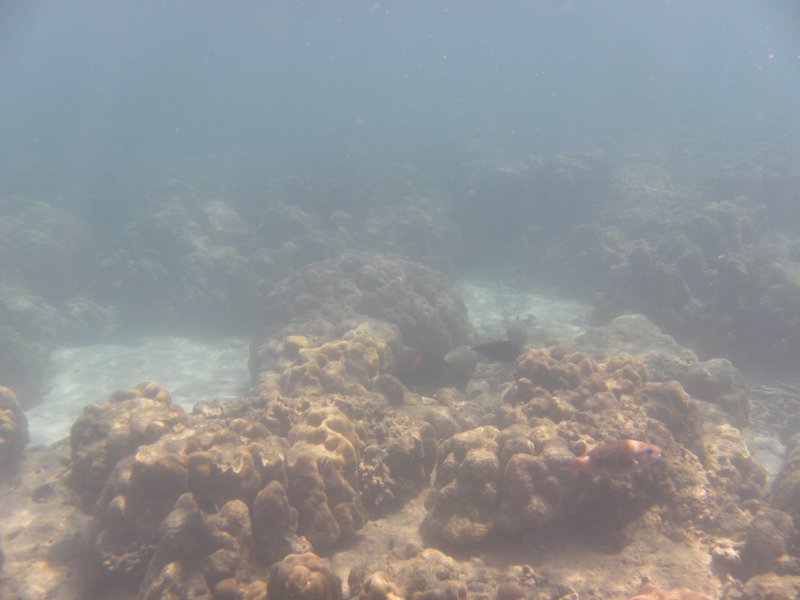 Image SAM_5355.JPG