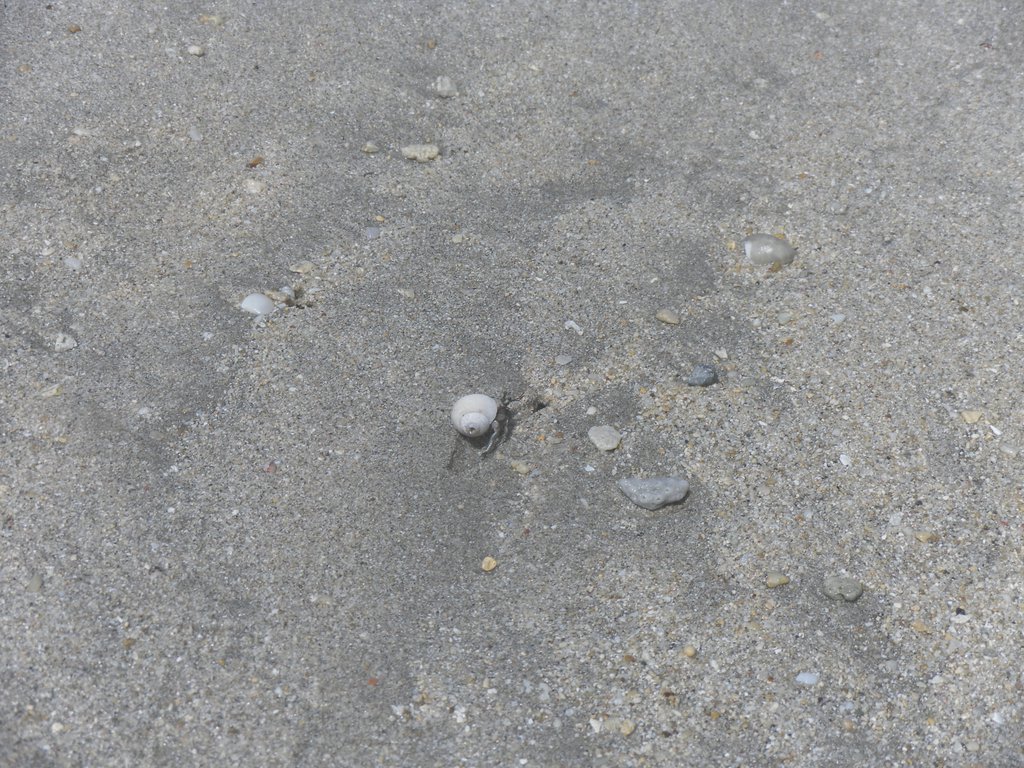 Image SAM_5369.JPG