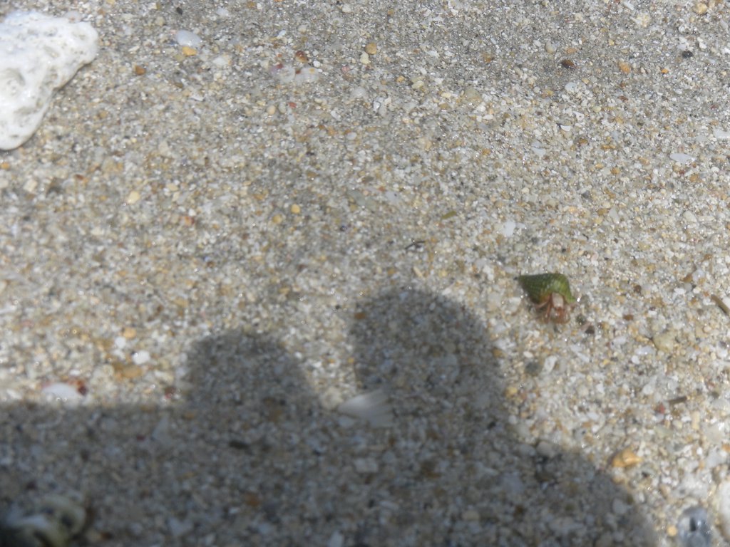 Image SAM_5370.JPG